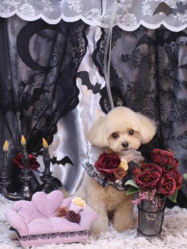 20231029むぎちゃん